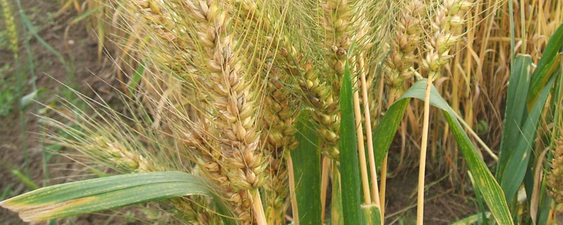 干热风对小麦危害的关键时期是（干热风对小麦危害的关键时期是什么）