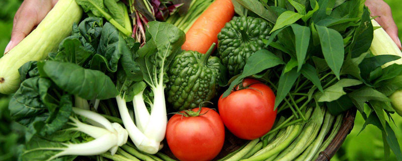 有机蔬菜种植技术规程（有机蔬菜种植流程）