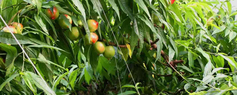 主干型桃树的种植密度