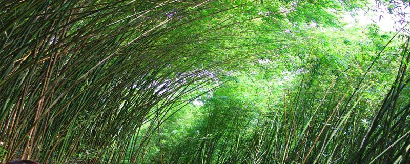 竹制品有哪些 竹制品有哪些 手工制作