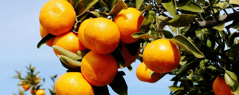 柑橘挂果能打乙蒜素吗 乙蒜素可防治柑橘哪些病害