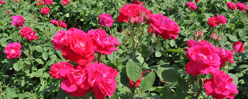 玫瑰花种植条件（玫瑰花的栽培和种植技术）