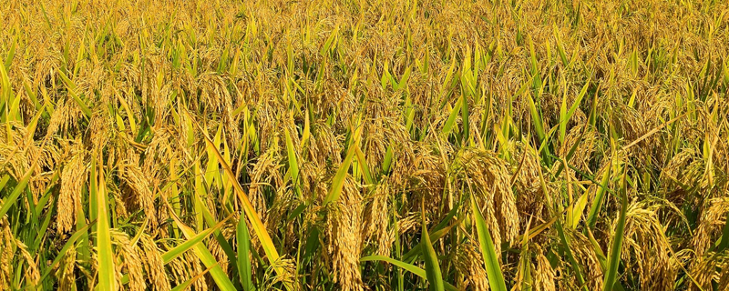 水稻地区栽培技术的一部农书 总结江南水稻地区栽培技术的一部农书