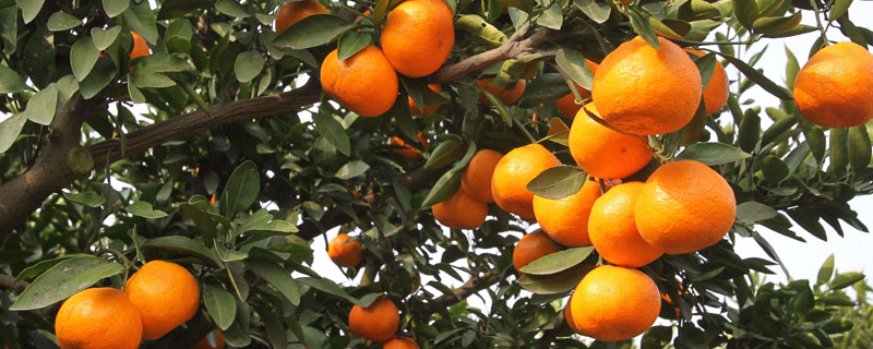 柑橘青苔病特效药（柑橘树上的青苔病怎样治）