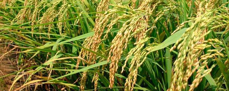 什么是中国最早栽培的 水稻和什么是中国最早栽培的