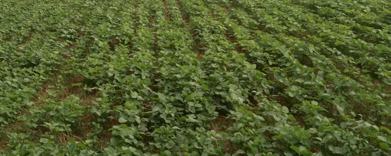 马托格罗索州大豆播种时间 马托格罗索州采用免耕技术种植大豆的有利影响
