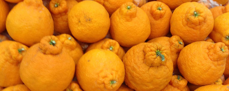 丑橘上市季节 丑橘的上市时间