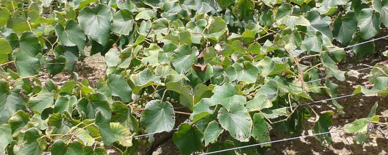 芸苔素危害（芸苔素有药害吗）