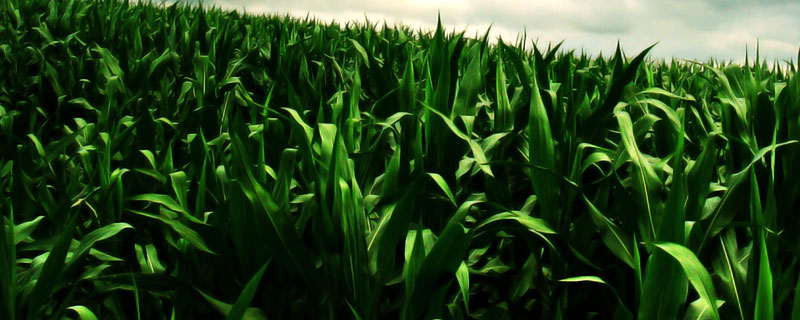 玉米上喷什么叶面肥提高产量（玉米后期打什么叶面肥能增加产量）
