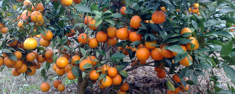 乙蒜素伤柑橘花果吗 乙蒜素在柑橘上可防治哪些病害