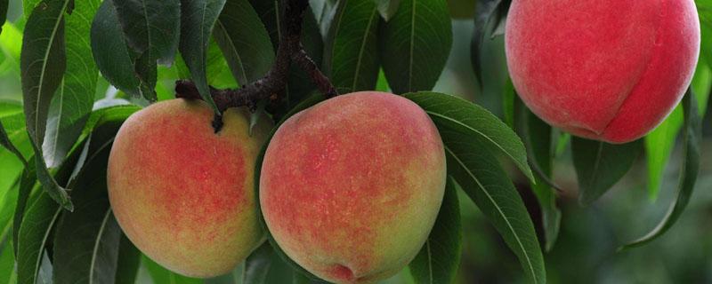 油潘桃新品种介绍 潘油桃的新品种