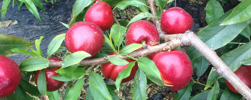 红光28油桃介绍 红光二八号油桃的特点