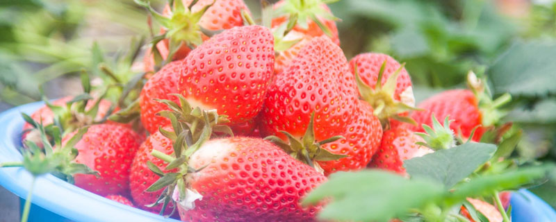 草莓可以放冰箱保存吗 草莓可以放冰箱保鲜嘛