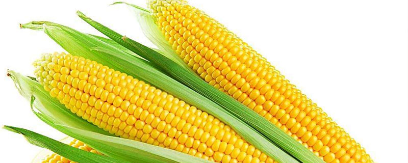 玉米喜欢什么肥料 玉米适合上什么肥料