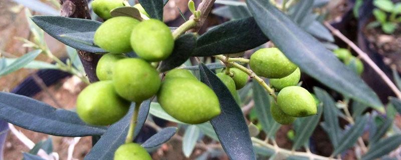 油橄榄适宜种植在哪里（油橄榄树的种植气候条件）