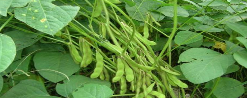 大豆高产栽培技术要点 大豆的高产栽培方法