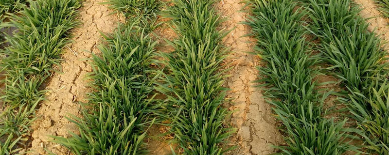 春季小麦追肥用多少（春小麦追肥用什么肥料好）