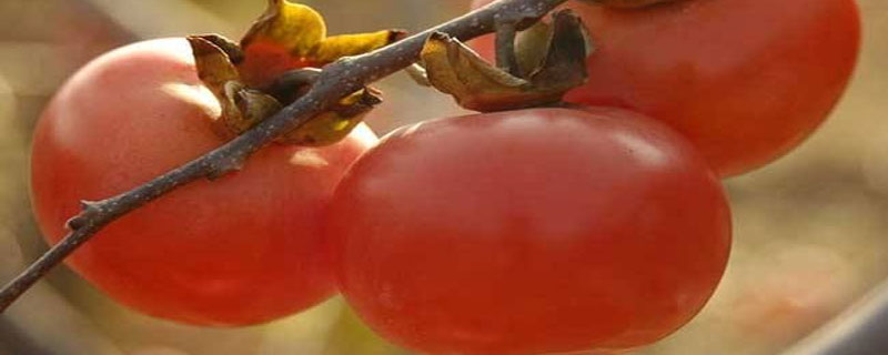 柿子催熟剂的配方 柿子催熟剂使用方法