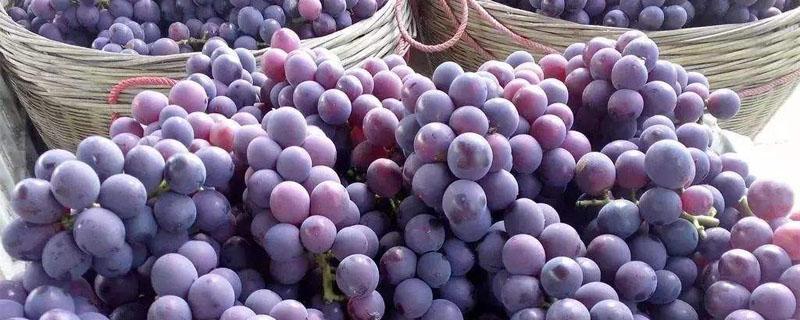 中国的葡萄种植始于哪个朝代 中国最早的葡萄种植于哪个朝代