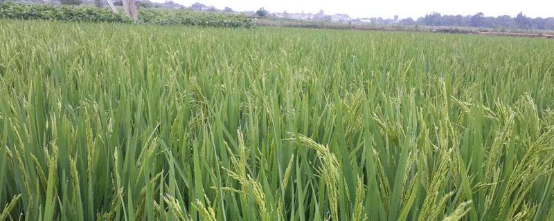 钾肥过多对水稻危害 钾肥多对作物的危害