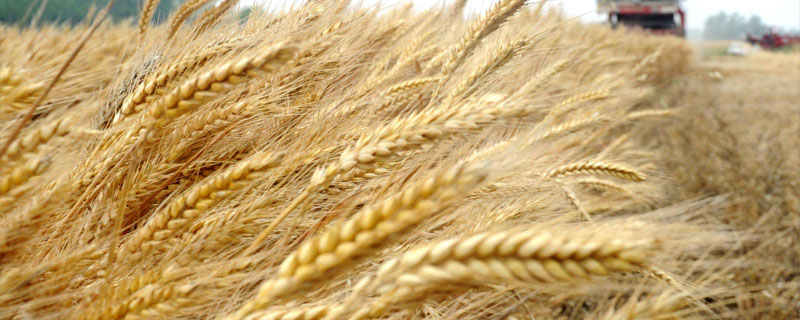 冬小麦拔节期在几月份 冬小麦拔节期是什么时候
