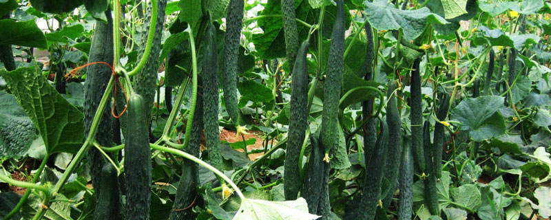 高产4万斤的黄瓜品种（黄瓜最高亩产量多少斤）
