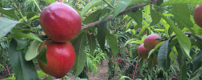 油桃是什么季节的水果 油桃是什么季节的水果核能吃吗
