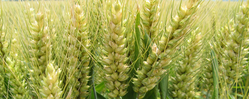 小麦主要成分 小麦主要成分含量