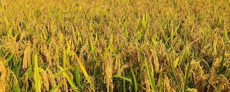 1亩水稻施多少复合肥 一亩水稻田施多少复合肥