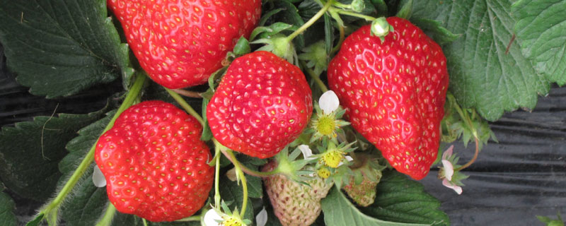 草莓花芽分化用什么药 草莓栽上什么时候打花芽分化的药