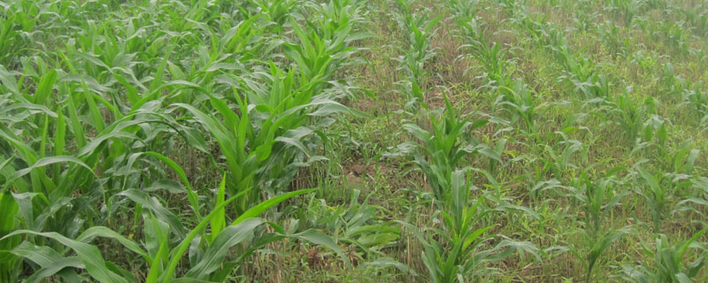 草甘磷除草剂生产厂家