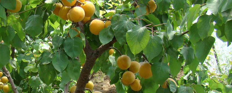 杏树卷叶是什么病 杏树卷叶是什么病虫害