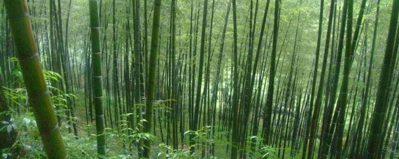 楠竹北方可以种植吗 楠竹种植条件