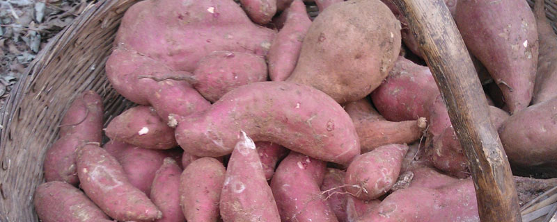 红薯怎么保存 红薯怎么保存不会发芽不烂