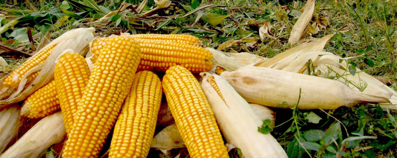 博瑞9玉米种特性特征（博瑞9玉米种子简介）