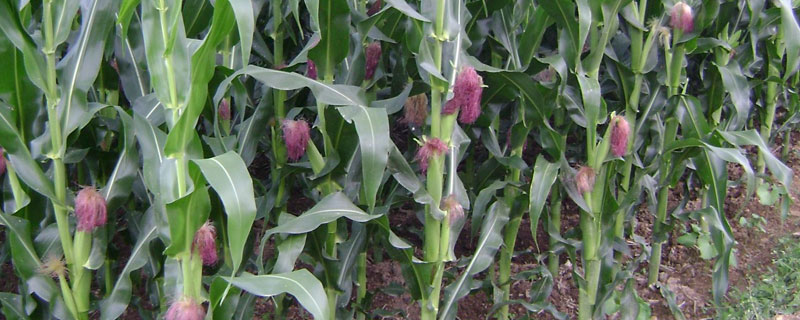 玉米肥料配方（玉米施肥配方）