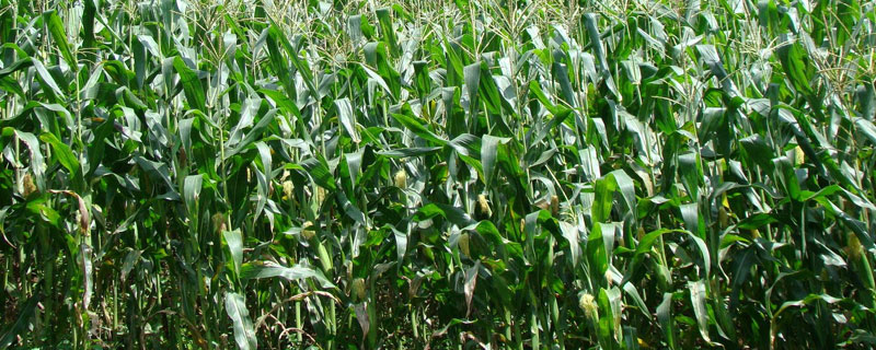 联创808玉米品种介绍 联创808玉米品种介绍乐农79玉米种子