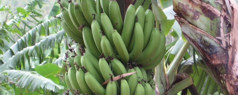 中蕉9号香蕉品种 中蕉9号香蕉品种抗病能力视频