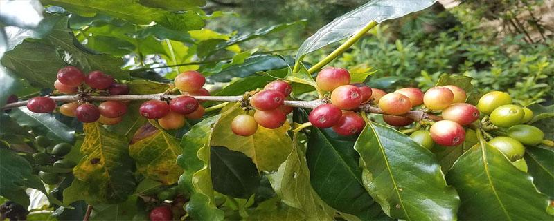 咖啡树一年开几次花 咖啡树通常一年开花