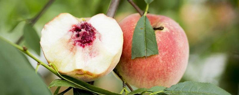 金秋红蜜桃品种介绍 金秋红蜜桃几个品种