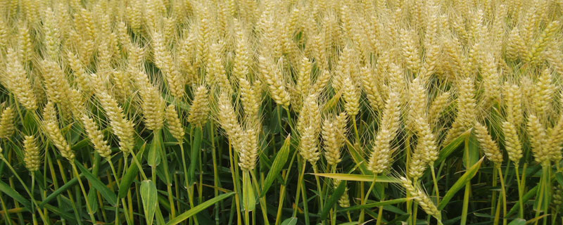 吨麦18小麦品种（吨麦18小麦品种好不）