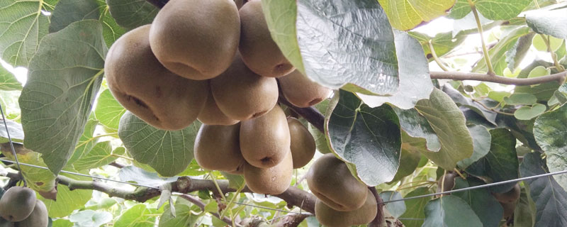 猕猴桃是什么季节的水果（猕猴桃是什么季节的水果是秋季吗）