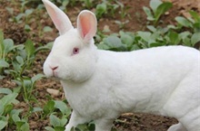 獭兔百科 獭兔的介绍