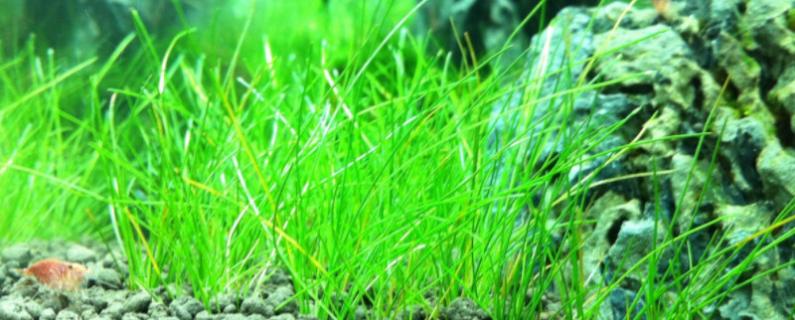 水草种子正确种植方法 小对叶水草种子正确种植方法