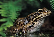 林蛙百科 林蛙的学名都叫什么