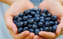 蓝莓百科（蓝莓百科视频）