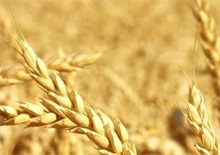 小麦百科 新疆小麦百科