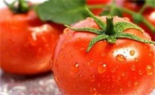 西红柿（西红柿的种植方法和管理技术）