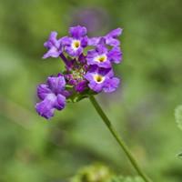 蛾蝶花 蛾蝶花花语