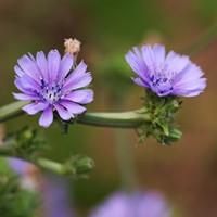 龙面花（龙面花是多年生的吗）